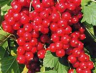 rybz erven Losan - Ribes rubrum Losan