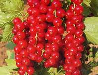 rybz erven Maraton - Ribes rubrum Maraton