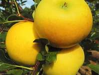 jablo domc Gold Bohemia - Malus domestica Gold Bohemia