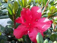 Azalea japonica 'Maruschka'