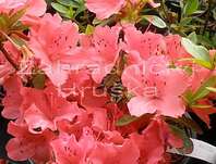 Azalea japonica 'Geisha Orange' ( syn. Satschiko )