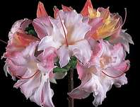 Azalea knaphill 'Cannon´s Double'