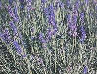 Lavandula angust. Hidcote Blue Strain