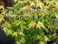 javor - Acer palmatum 'Katsura'.