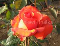 Růže Holštýnská perla