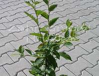 habr - Carpinus betulus 'Fastigiata'.