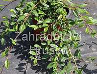 skalník - Cotoneaster salicifolius 'Parkteppich'