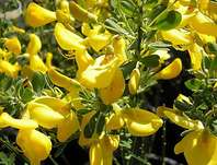 čilimník - Cytisus 'Golden Sunlight'