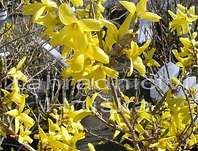 zlatice - Forsythia intermedia 'Kumson'