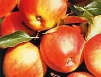 jablo domc Delor - Malus domestica Delor
