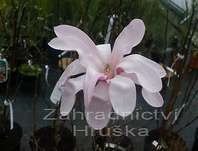 šácholan - Magnolia loebneri 'Leonard Messel'.