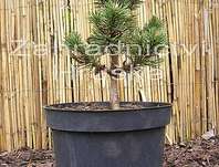 Borovice - Pinus mugo 'Peterle'