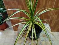 Dracena fragrans Gold Coast