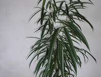 fkovnk Alli - Ficus binnendijkii Alli