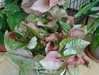 Syngonium Red Heart