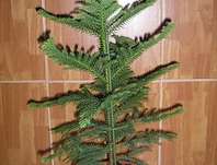 blahoet - Araucaria