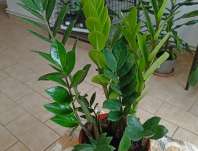 Zamioculcas