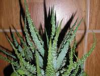 Aloe Aloe