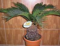 Cycas