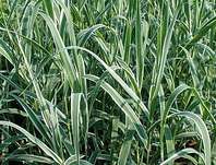 rákos - Arundo donax 'Variegata'