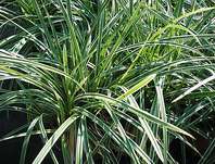 ostřice - Carex morrowii 'Ice Dance'