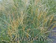 ozdobnice - Miscanthus sinensis 'Adagio'