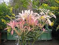 Pieris japonica 'Variegata'