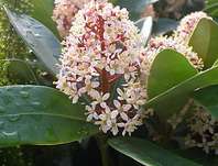 skimie - Skimmia japonica