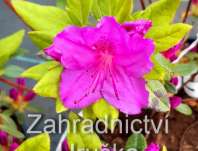 Azalea japonica 'Enzett Lilienstein'