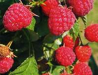 ostruink malink Heritage - Rubus idaeus Heritage