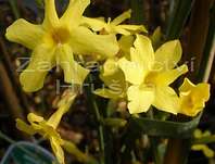 jasmn prav Argenteovariegatum - Jasminum officinale Argenteovariegatum