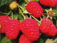 ostruink malink Medea - Rubus idaeus Medea