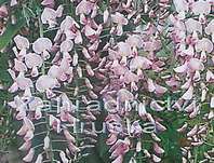 vistárie - Wisteria floribunda 'Rosea'