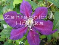 plamének - Clematis 'Julka'