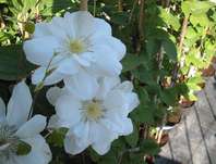 plamének - Clematis 'Viva Polonia'