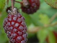 malinoostružina Tayberry