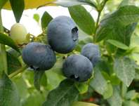 brusnice chocholinat Patriot - Vaccinium corymbosum Patriot