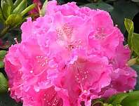 Rhododendron 'Germania'