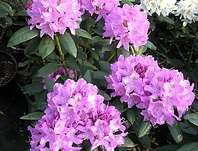 Rhododendron 'Roseum Elegans'