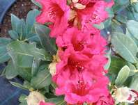 Rhododendron repens 'Bengal'