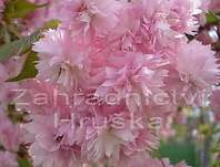 sakura - Prunus serrulata 'Kiku- Shidare zakura'