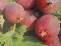 srstka angret Martlet - Ribes uva-crispa Martlet
