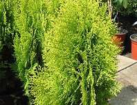 zerav - Thuja orr. 'Aurea Nana'