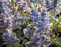 Ajuga reptans Burgundy Glow