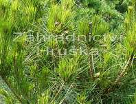 borovice hustokvt Alice Verkade - Pinus densiflora Alice Verkade