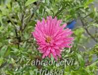 Aster dumosus Jenny