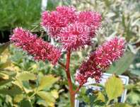 Astilbe chinensis Pumila