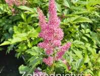 Astilbe japonica Mainz