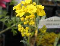 Aurinia saxatilis