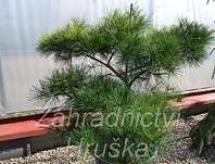 Borovice - Pinus densiflora 'Pygmaea'